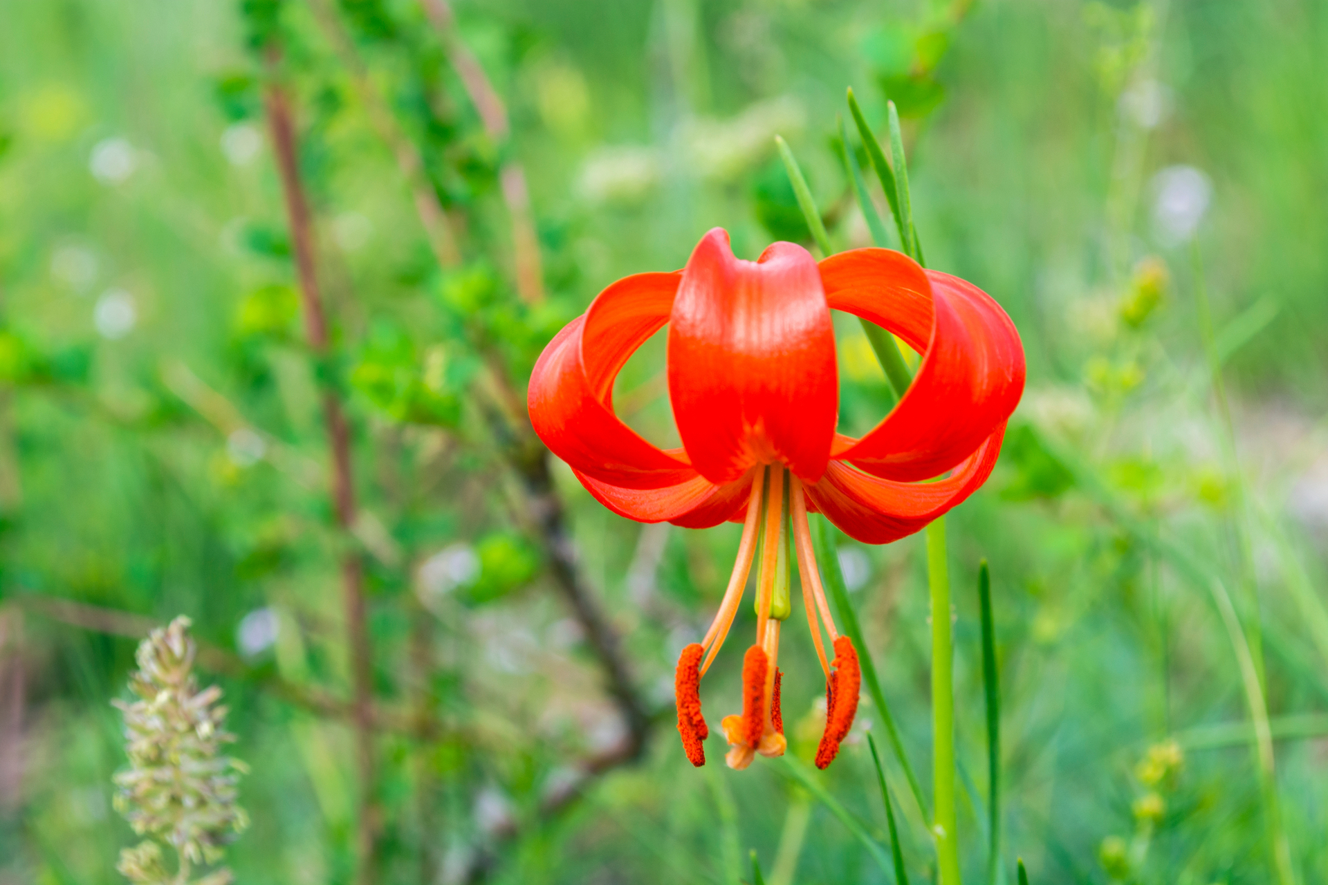 Western Lily Photo