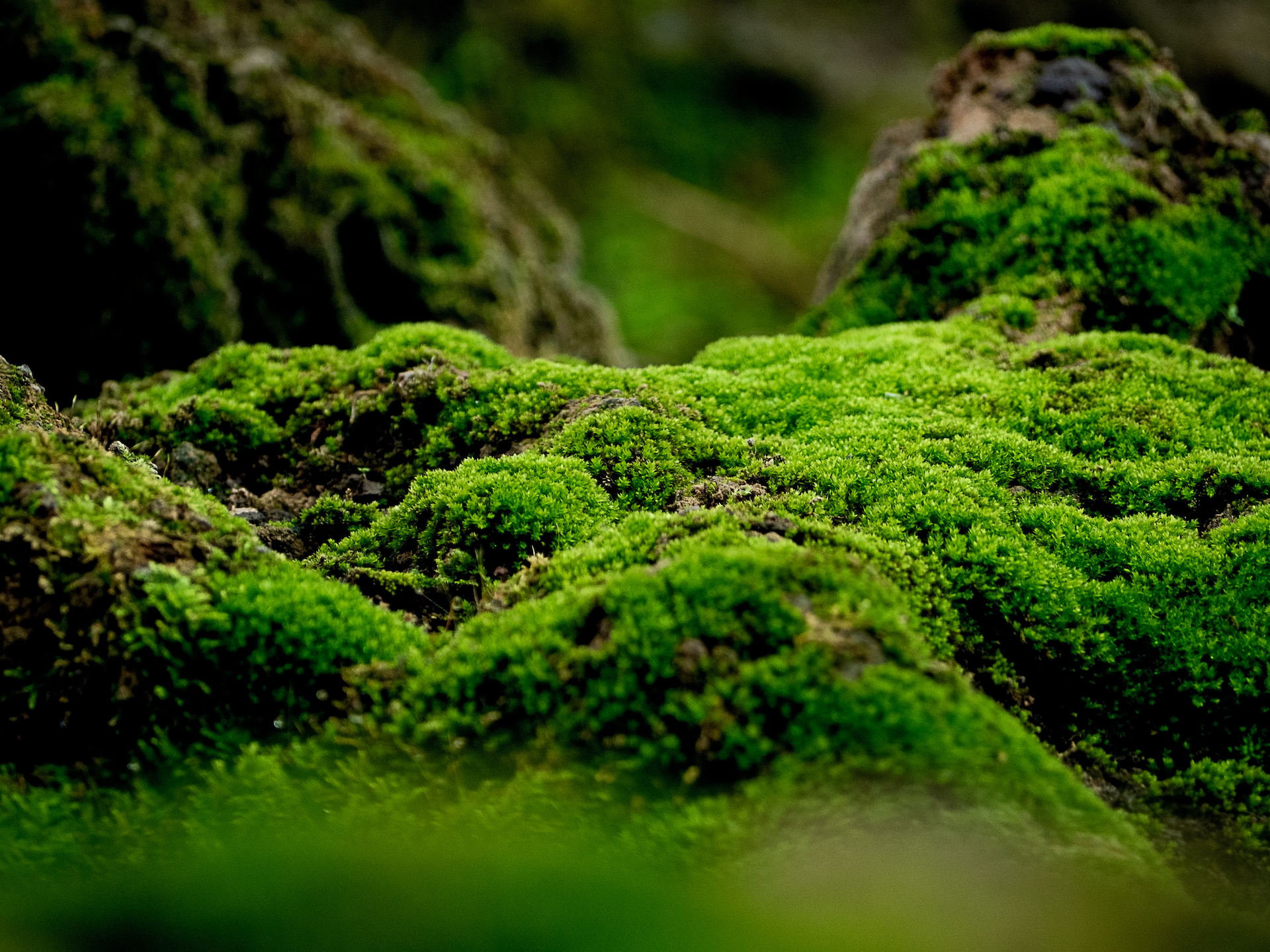 Moss Photo