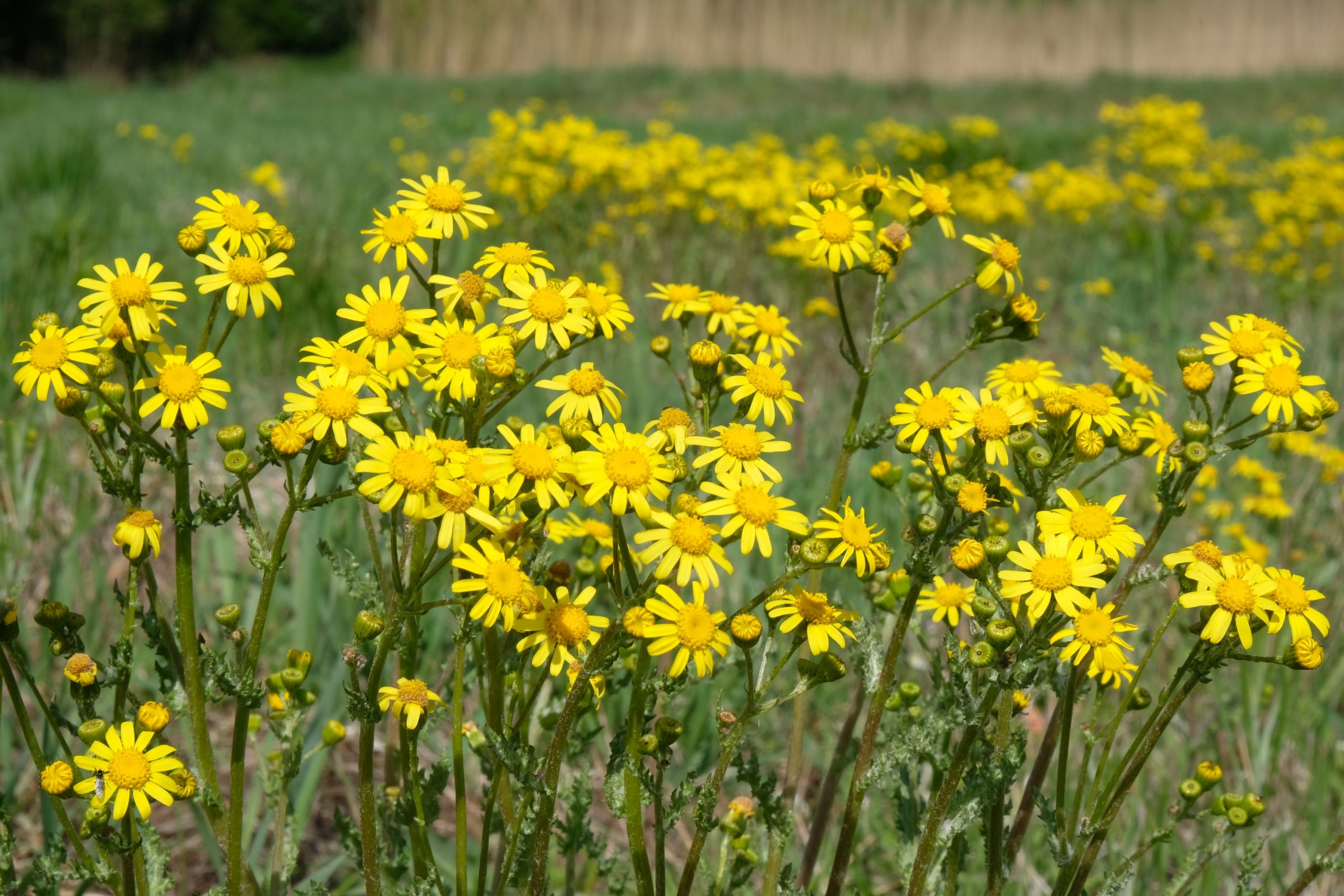 Ragwort Photo