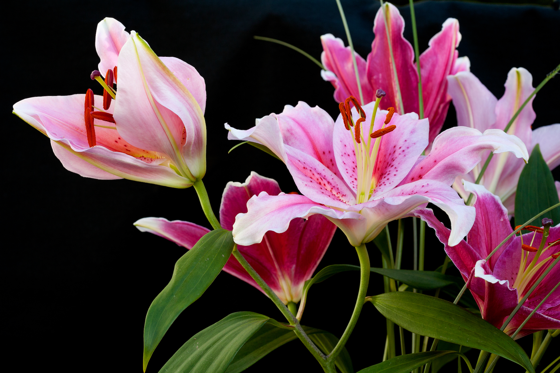 Rubrum Lily Photo