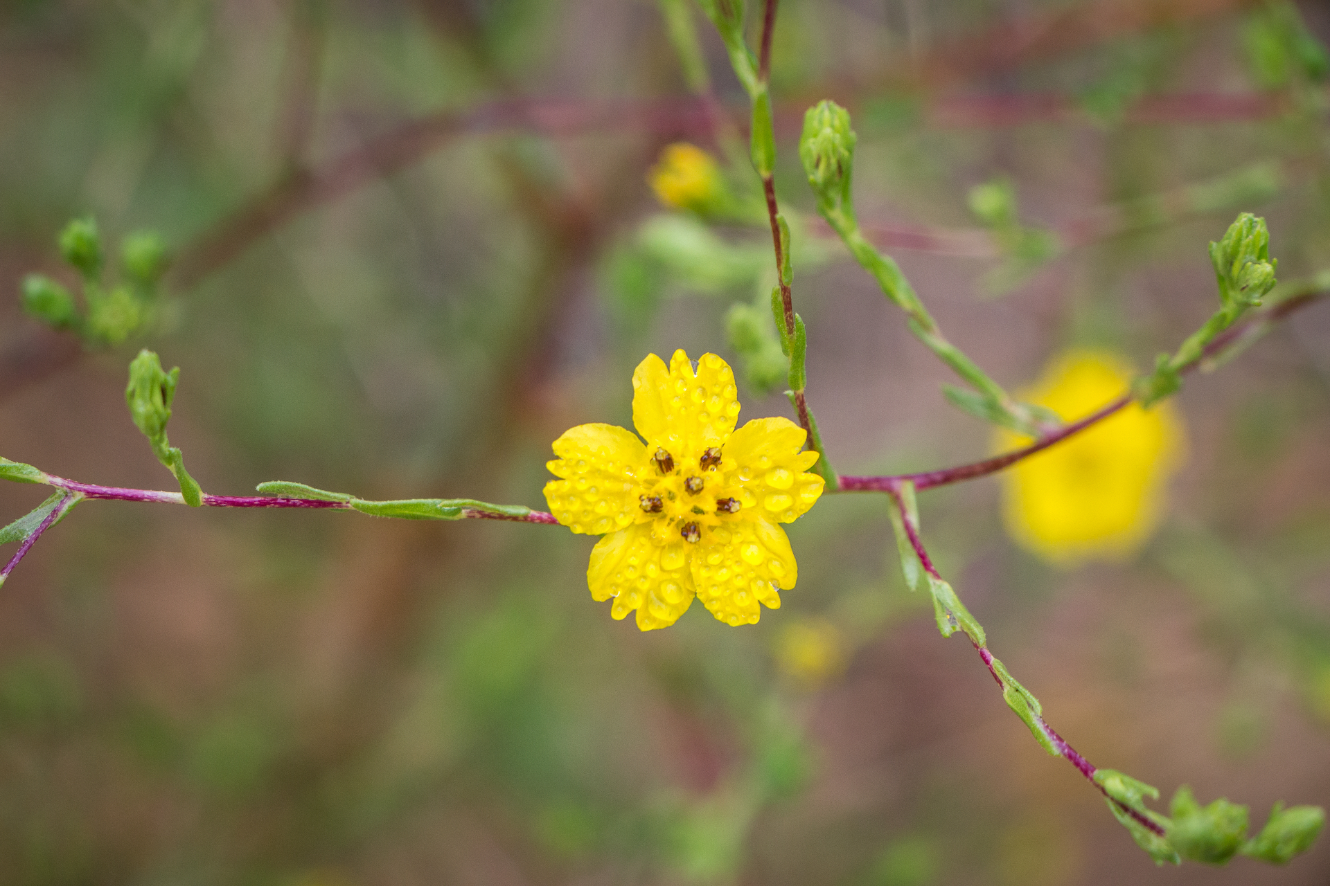 Tarweed Photo